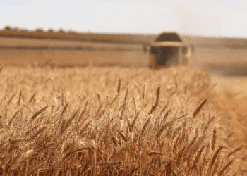 Egypt’s strategic stockpile of wheat sufficient for six months
