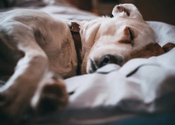 Dogs can hear us while they sleep, scientists say