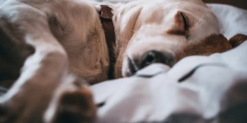 Dogs can hear us while they sleep, scientists say