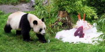 Germany-born pandas celebrate their 4th birthday