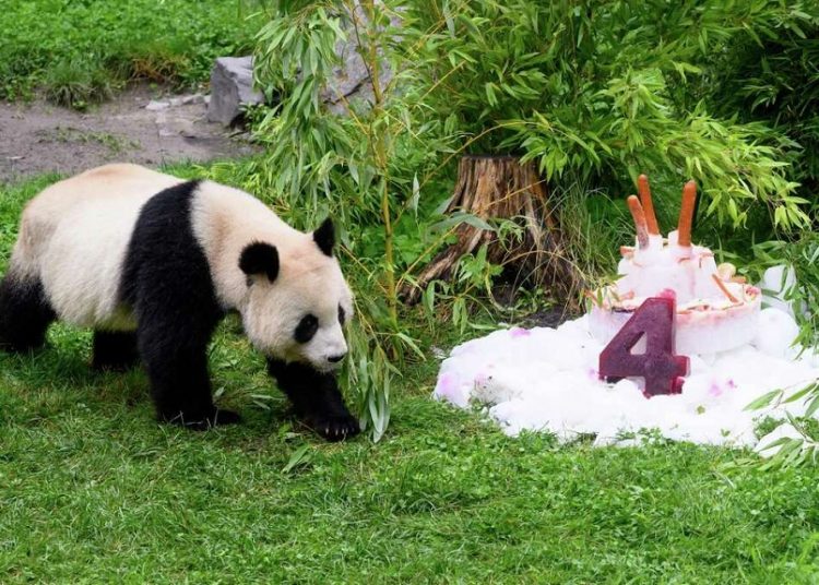 Germany-born pandas celebrate their 4th birthday 1 - Egyptian Gazette Paule eats a cake made of ice cream, vegetables and fruits to celebrate fourth birthday, at the Berlin Zoo in Berlin, on Aug, 31, 2023.