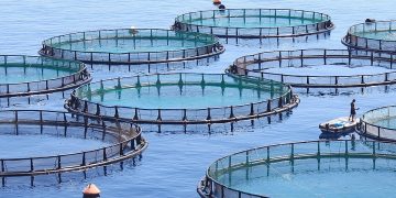 The way to self-sufficiency in fish   