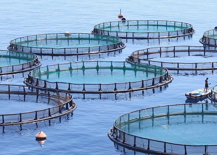 The way to self-sufficiency in fish   1 - Egyptian Gazette
