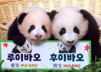 South Korea names its twin panda ‘treasures’