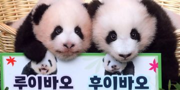 South Korea names its twin panda ‘treasures’