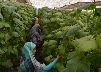 Egypt, UN mark success of “Employment for Youth in Egypt (EYE)” project