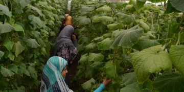 Egypt, UN mark success of “Employment for Youth in Egypt (EYE)” project
