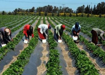 Fertile ground for ‘model’ farms