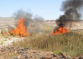 Armed Forces raid illicit poppy fields 4 - Egyptian Gazette Armed Forces raid illicit poppy fields