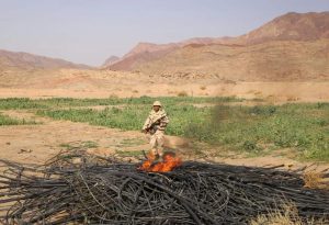 Armed Forces raid illicit poppy fields 15 - Egyptian Gazette