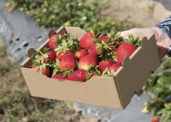 Egypt’s agricultural exports hit USD 3.5 bln in 2022/2023 season