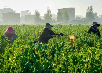 Agriculture sector breaking new ground