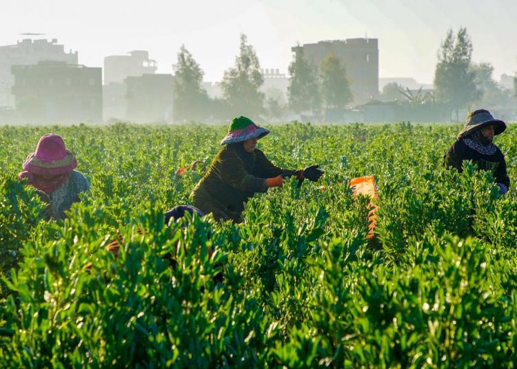 Agriculture sector breaking new ground 1 - Egyptian Gazette