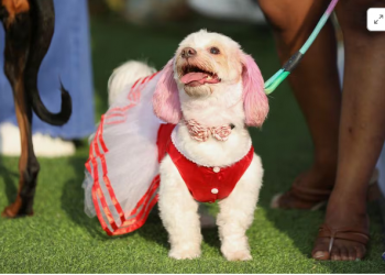 Dogs go for the traditional look at Lagos canine festival
