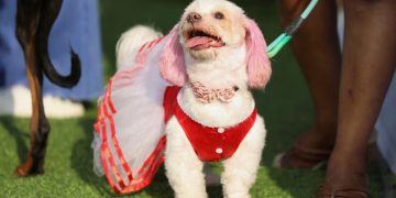 Dogs go for the traditional look at Lagos canine festival