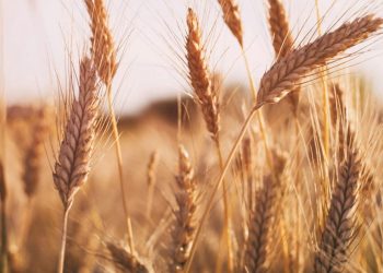 Egypt’s GASC to buy 420,000 tons of wheat from Russia