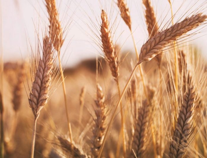 Egypt's GASC to buy 420,000 tons of wheat from Russia 1 - Egyptian Gazette