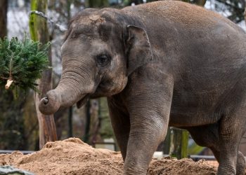 Berlin zoo animals enjoy festive feast of Christmas trees