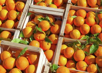 NFSA follows up on citrus packing stations in export season
