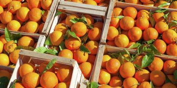 NFSA follows up on citrus packing stations in export season 1 - Egyptian Gazette NFSA follows up on citrus packing stations in export season