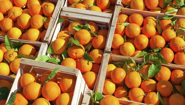 NFSA follows up on citrus packing stations in export season 2 - Egyptian Gazette NFSA follows up on citrus packing stations in export season 1 - Egyptian Gazette