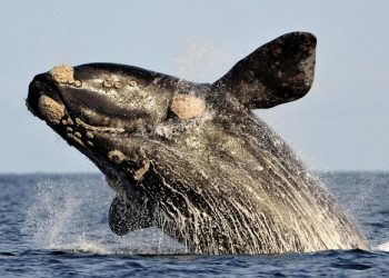 Whales ‘cannot out-sing’ human noise pollution