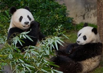 China plans to send more pandas to US zoo