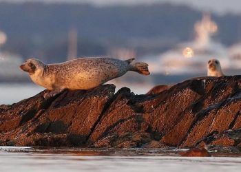 Bird flu is decimating seal colonies. Scientists don’t know how to stop it