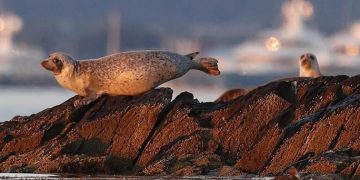 Bird flu is decimating seal colonies. Scientists don't know how to stop it 1 - Egyptian Gazette Bird flu is decimating seal colonies. Scientists don’t know how to stop it