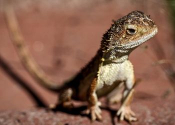 Australia battles to save last 11 wild ‘earless dragons’