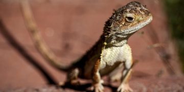 Australia battles to save last 11 wild ‘earless dragons’