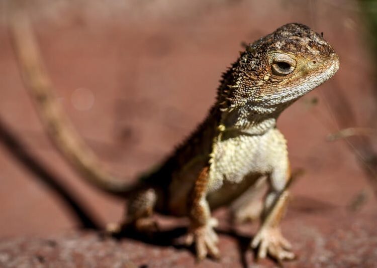 Australia battles to save last 11 wild 'earless dragons' 1 - Egyptian Gazette This year scientists counted just 11 grassland earless dragons in the wild, a marked decline.