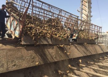 Sugar production to rise to resolve crisis