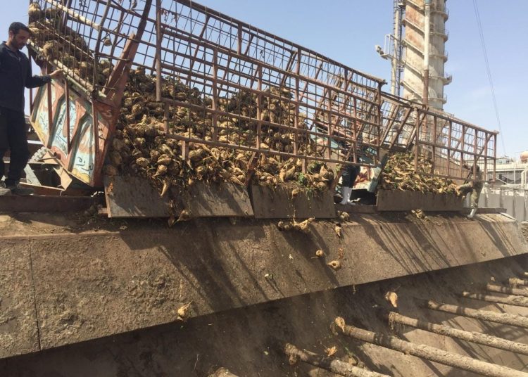 Sugar production to rise to resolve crisis 1 - Egyptian Gazette