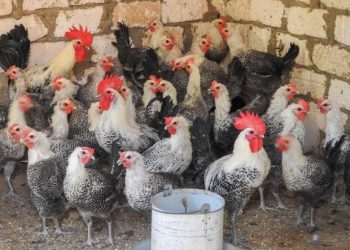 Agriculture Ministry denies news of virus affecting poultry
