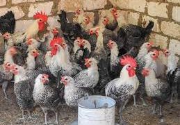 Gov’t denies news of deadly virus affecting poultry