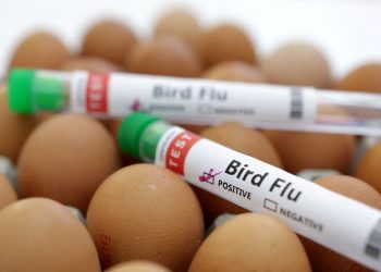 Wider bird flu spread raises concern – WOAH