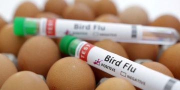 Wider bird flu spread raises concern – WOAH