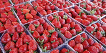 Canada lifts ban on fresh Egyptian strawberry exports