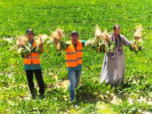 Up to 4.5m feddannes targeted for reclamation by 2027 9 - Egyptian Gazette