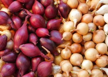 Onions, citrus topped list of exported vegetables, fruits
