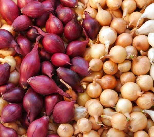 Onions, citrus topped list of exported vegetables, fruits 1 - Egyptian Gazette
