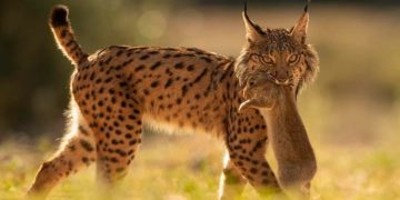 Iberian lynx back from brink of extinction