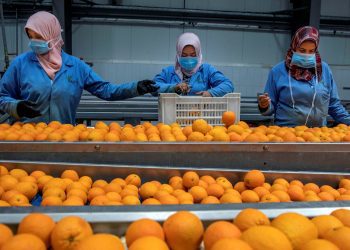 Local agro exports hit $9b in 2023