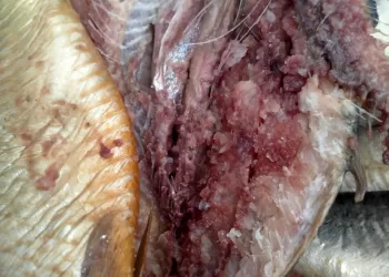 Intensive campaigns a way for food safety