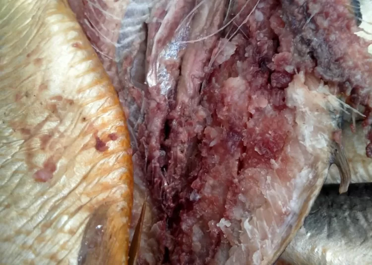 Intensive campaigns a way for food safety 2 - Egyptian Gazette Intensive campaigns a way for food safety 1 - Egyptian Gazette