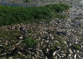 Tons of dead fish cover major Sao Paulo river after alleged dumping of industrial waste