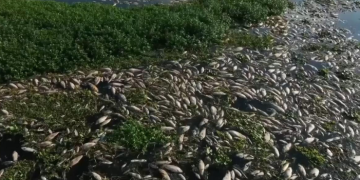 Tons of dead fish cover major Sao Paulo river after alleged dumping of industrial waste