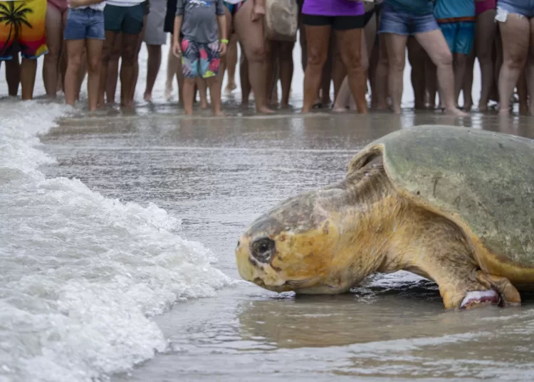 375-pound loggerhead sea turtle returns to Atlantic Ocean after 3 months of rehab in Florida 1 - Egyptian Gazette