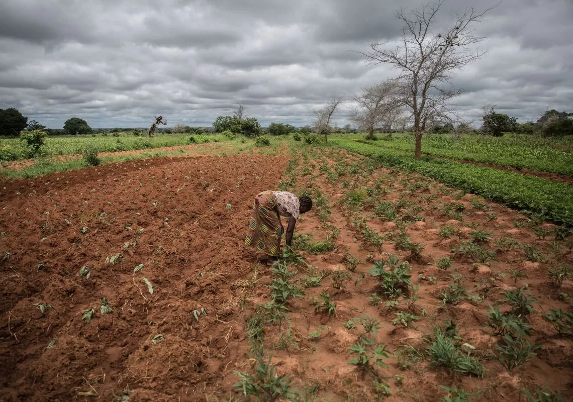 A farmer inspect crops damaged by drought in Zambia.